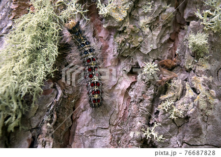 Lymantria dispar caterpillars move in forest. 76687828