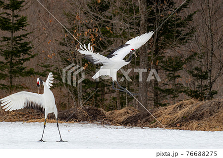 タンチョウ 冬景色 タンチョウ 冬景色 76688275