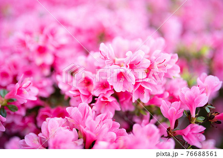 沢山のツツジの花の写真素材 [76688561] - PIXTA