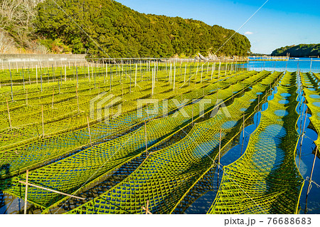 青さのりの養殖 76688683