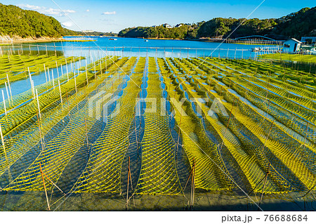 青さのりの養殖 76688684