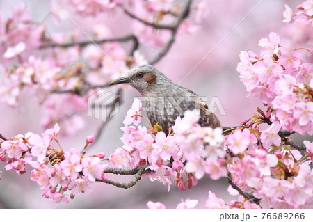 河津桜にヒヨドリ 河津桜にヒヨドリ 76689266