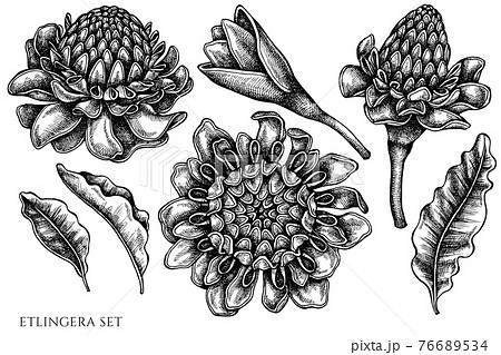 Vector set of hand drawn black and white etlingera Vector set of hand drawn black and white etlingera 76689534