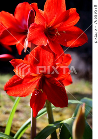 アマリリス 76689539
