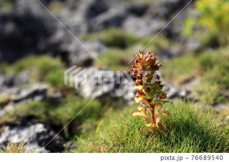 イワタイゲキと芝生 76689540