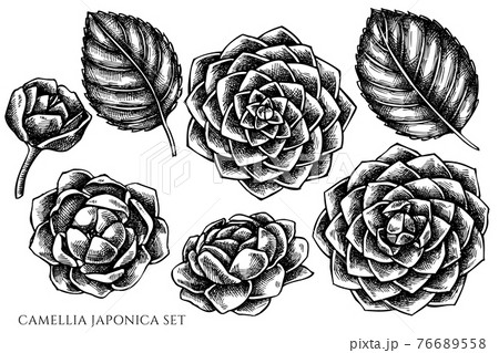 Vector set of hand drawn black and white camellia japonica Vector set of hand drawn black and white camellia japonica 76689558