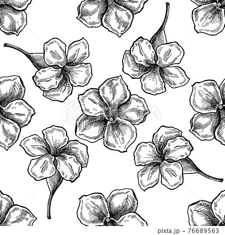 Seamless pattern with black and white allamanda 76689563