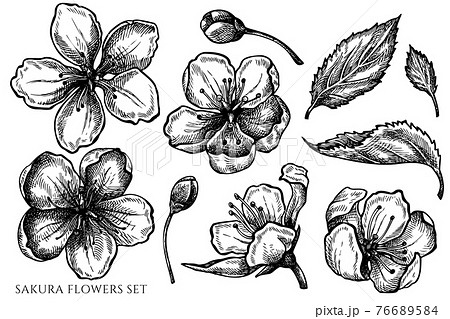 Vector set of hand drawn black and white sakura flowers Vector set of hand drawn black and white sakura flowers 76689584