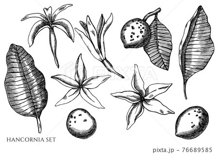 Vector set of hand drawn black and white hancornia 76689585