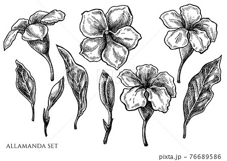 Vector set of hand drawn black and white allamanda Vector set of hand drawn black and white allamanda 76689586