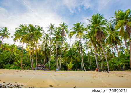Coconut pam tropical tree on sea beach morning sunrise Coconut pam tropical tree on sea beach morning sunrise 76690251