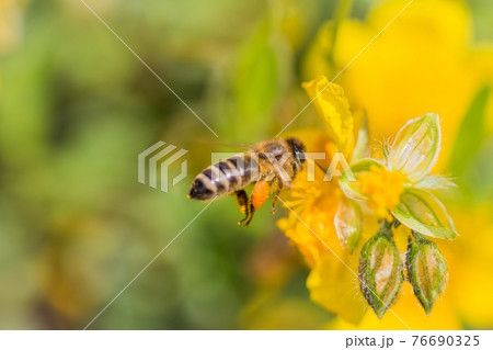 Honey bee with pollen pellets flight to gather Honey bee with pollen pellets flight to gather 76690325