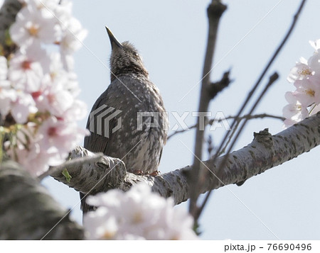 サクラの木に飛来したヒヨドリ サクラの木に飛来したヒヨドリ 76690496