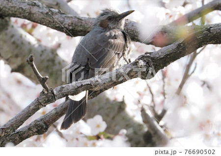 サクラの木に飛来したヒヨドリ サクラの木に飛来したヒヨドリ 76690502