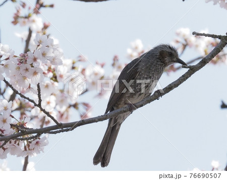 サクラの木に飛来したヒヨドリ サクラの木に飛来したヒヨドリ 76690507