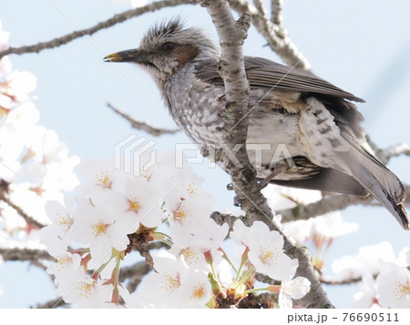 サクラの木に飛来したヒヨドリ サクラの木に飛来したヒヨドリ 76690511