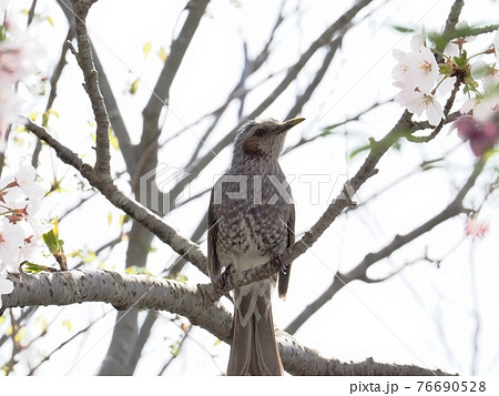 サクラの木に飛来したヒヨドリ サクラの木に飛来したヒヨドリ 76690528