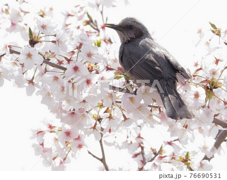 サクラの木に飛来したヒヨドリ サクラの木に飛来したヒヨドリ 76690531