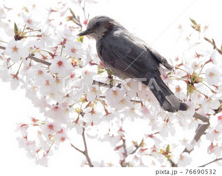 サクラの木に飛来したヒヨドリ サクラの木に飛来したヒヨドリ 76690532