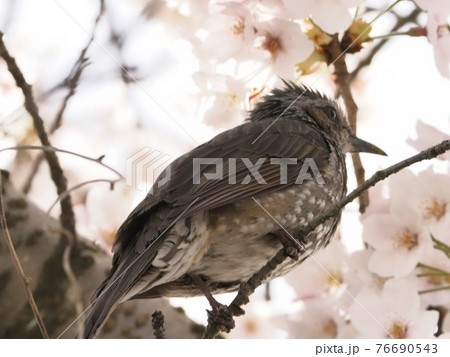 サクラの木に飛来したヒヨドリ 76690543