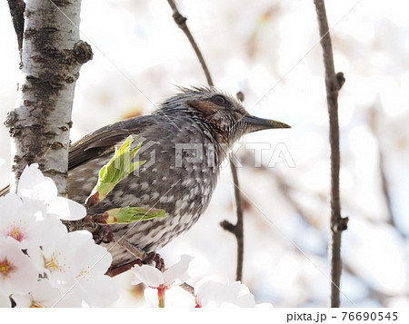 サクラの木に飛来したヒヨドリ サクラの木に飛来したヒヨドリ 76690545