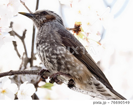 サクラの木に飛来したヒヨドリ サクラの木に飛来したヒヨドリ 76690549