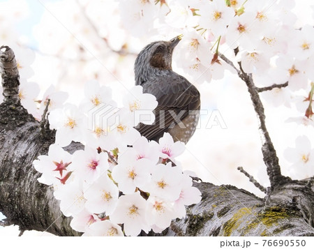 サクラの木に飛来したヒヨドリ サクラの木に飛来したヒヨドリ 76690550