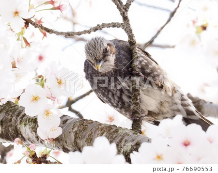 サクラの木に飛来したヒヨドリ サクラの木に飛来したヒヨドリ 76690553