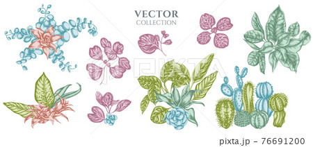 Flower bouquet of pastel ficus, iresine, kalanchoe, calathea, guzmania, cactus 76691200