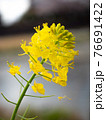 鴨川沿いの菜の花 76691422
