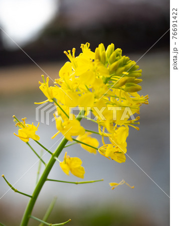 鴨川沿いの菜の花 76691422