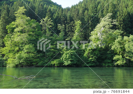 初夏の奥入瀬渓流下流域 76691844