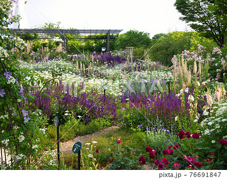 万博記念公園のバラ園 76691847