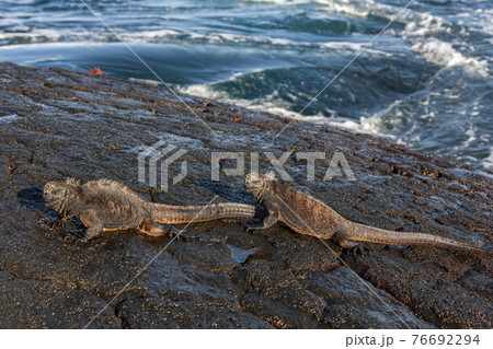 Galapagos Marine Iguana - Fernandina - Galapagos Islands Galapagos Marine Iguana - Fernandina - Galapagos Islands 76692294