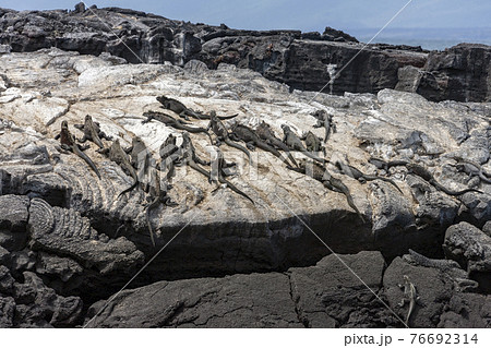 Galapagos Marine Iguana - Galapagos Islands Galapagos Marine Iguana - Galapagos Islands 76692314