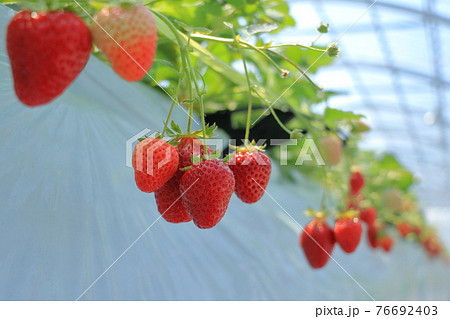 ハウス栽培で真っ赤になったイチゴ 76692403