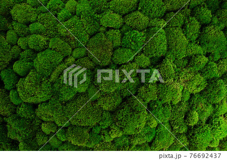 Beautiful decorative bun moss texture. Beautiful decorative bun moss texture. 76692437