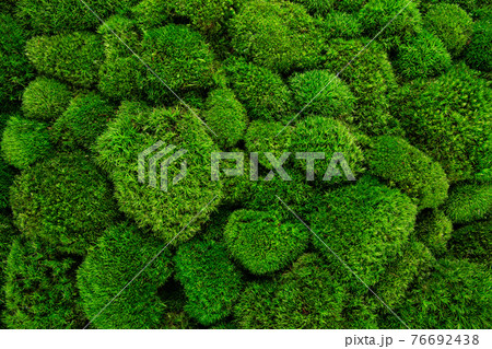 Beautiful decorative bun moss texture. Beautiful decorative bun moss texture. 76692438