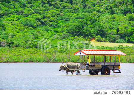 海を渡る牛車 海を渡る牛車 76692491