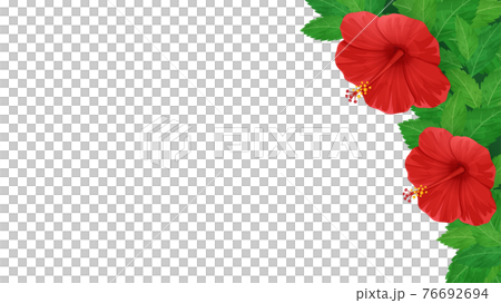 ハイビスカスの花と葉っぱのフレーム イラスト素材 16 9のイラスト素材