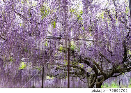 兵庫県丹波市 丹波の古刹 天台宗 五大山「白毫寺の九尺藤」 76692702