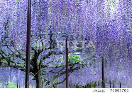 兵庫県丹波市 丹波の古刹 天台宗 五大山「白毫寺の九尺藤」 76692706