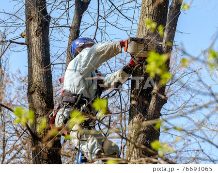 A worker in a helmet at the top of a tree cuts a branch with a chainsaw. A worker in a helmet at the top of a tree cuts a branch with a chainsaw. 76693065