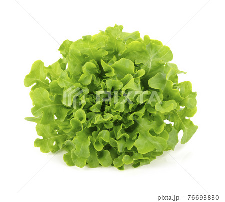 Green oak lettuce isolated on white background. Green oak lettuce isolated on white background. 76693830