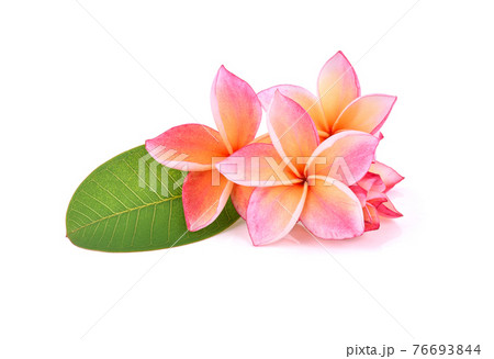 frangipani flower isolated on white background 76693844