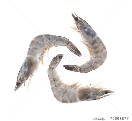 fresh shrimp prawn on white background 76693877