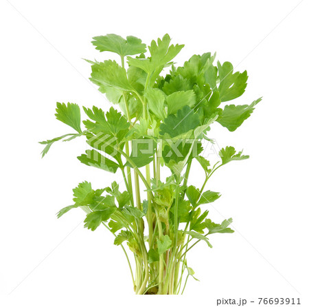 Chinese Celery isolated on white background 76693911