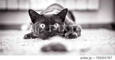 Cat hunts to mouse at home, funny domestic kitten plays indoor 76694787