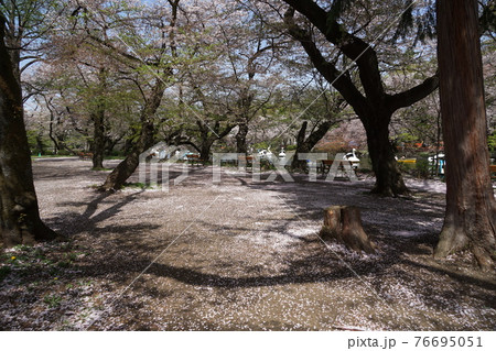 3月 武蔵野32花むしろ 花びらのジュータン と井の頭恩賜公園の写真素材