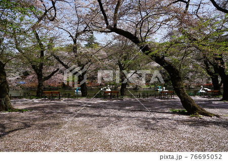 3月 武蔵野31花むしろ 花びらのジュータン と井の頭恩賜公園の写真素材